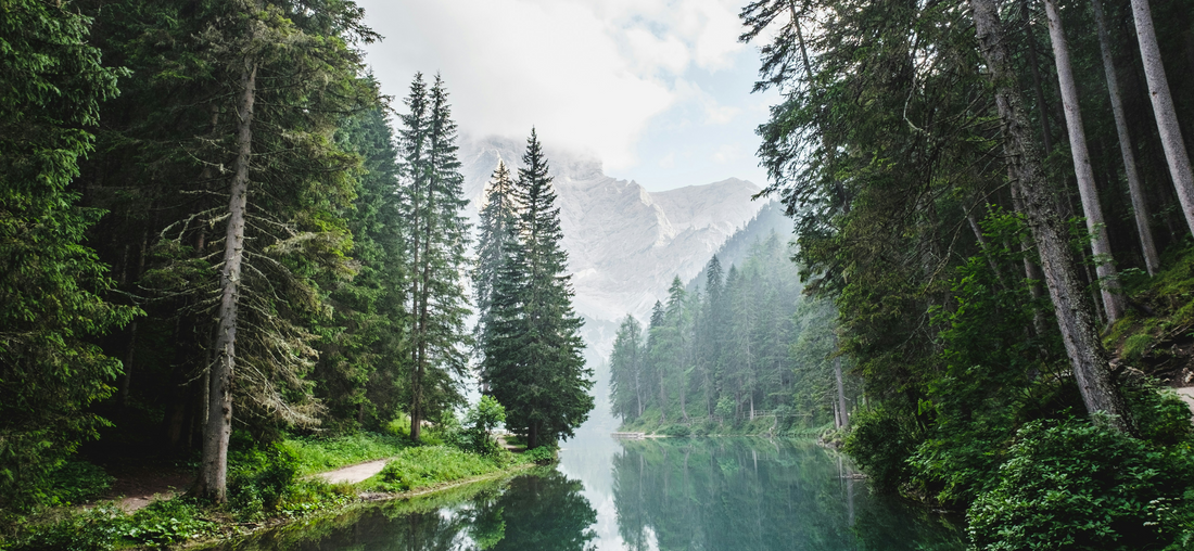 Moc natury w najnowocześniejszej formie – Kompleksowy przewodnik po niezwykłych właściwościach suplementu Enzergen® Deer Placenta